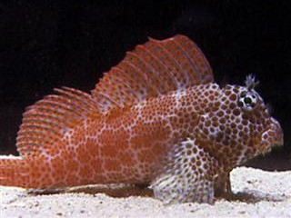 blenny5.jpg