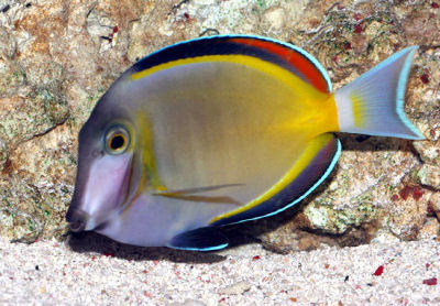 PowderBrownTang(WhiteFaced)WMTa_Ap8ST.jpg