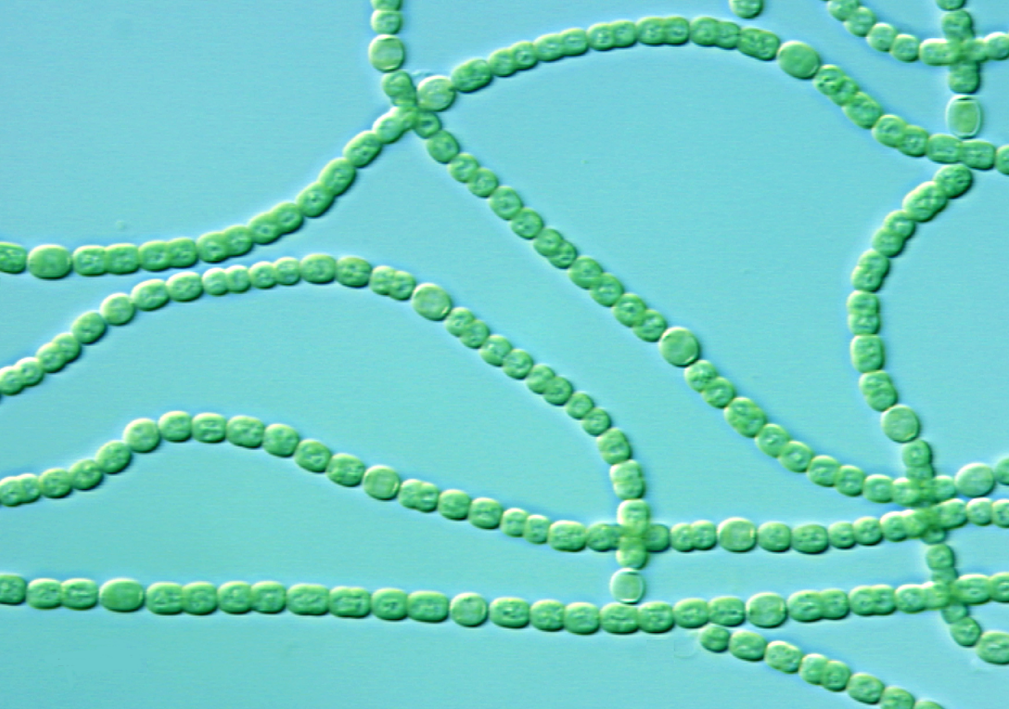 Cyanobacteria_JamesGolden.jpg