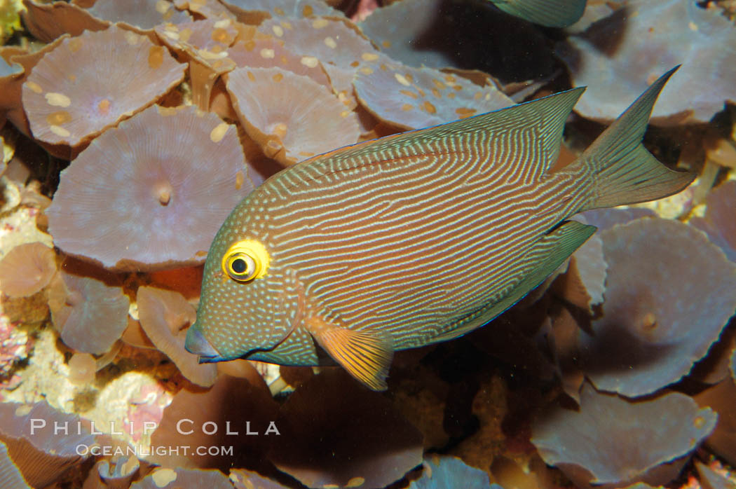 spotted-surgeonfish-picture-08673-358956.jpg