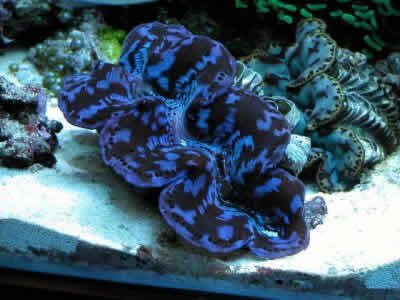 TridacnaMaximaWRCl_U34.jpg