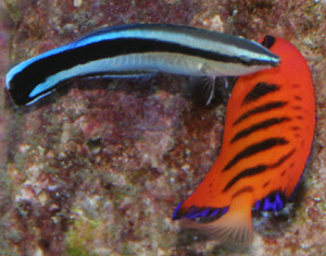 cleaner_wrasse_cleaning_pic.jpg