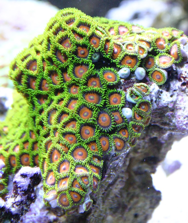 orange%20center%20green%20skirt%20zoas.jpg